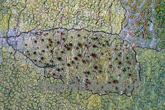 lecanora flavidopallescens cfr 1 graphic