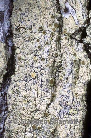 lecanora floridula graphic