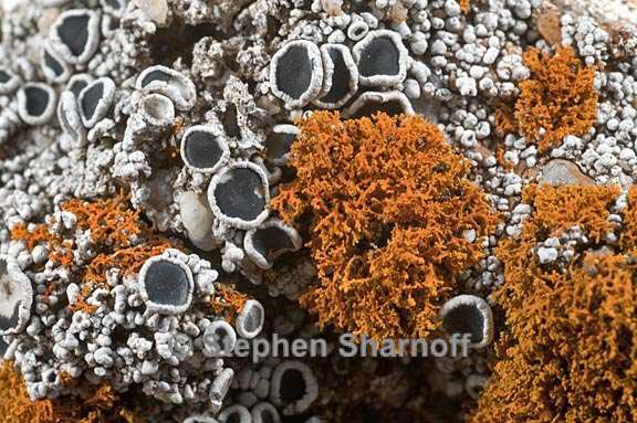 lecanora gangaleoides on pcandelaria 2 graphic