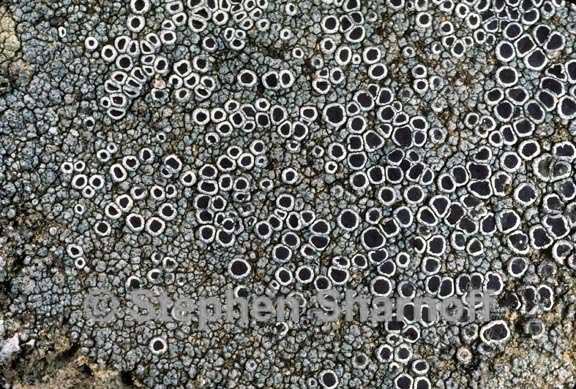 lecanora gangaleoides graphic