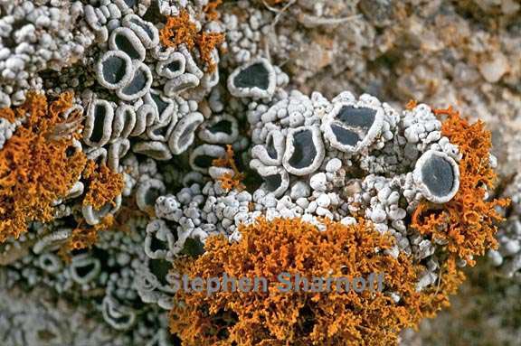 lecanora gangaleoides on pcandelaria 1 graphic