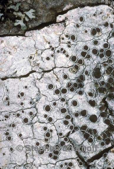 lecanora glabrata graphic