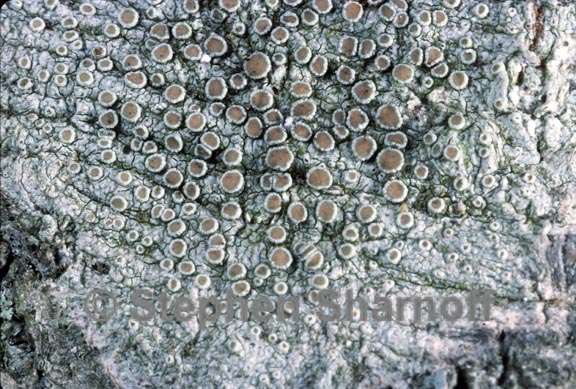 lecanora hybocarpa graphic