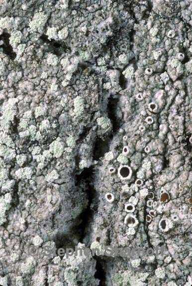 lecanora impudens graphic