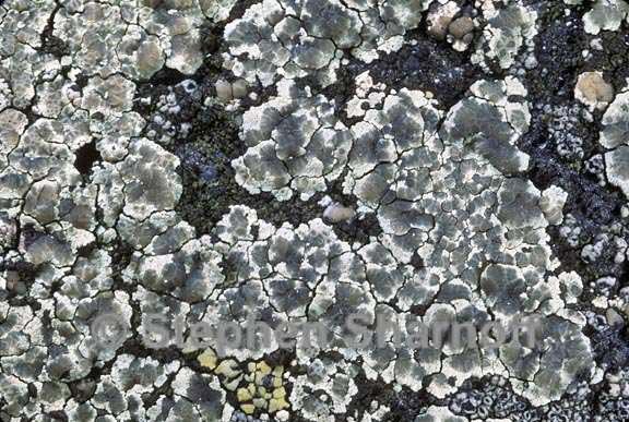 lecanora intricata graphic