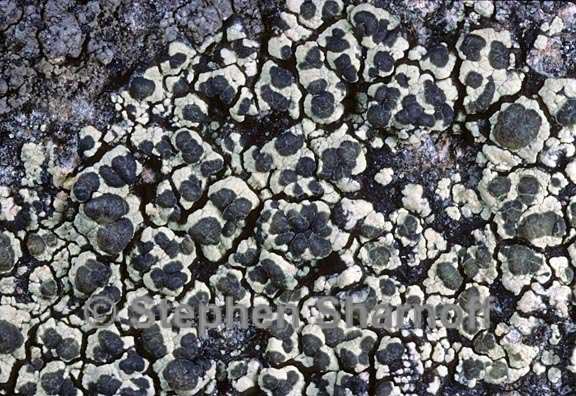 lecanora intricata 2 graphic