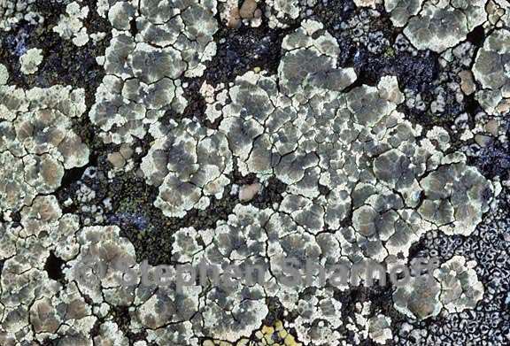 lecanora intricata 3 graphic