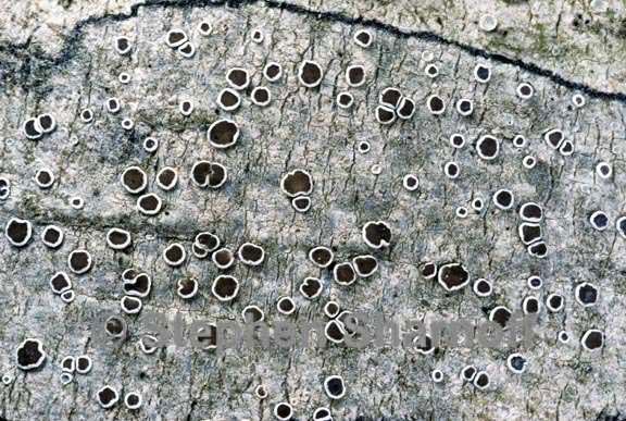 lecanora intumescens graphic