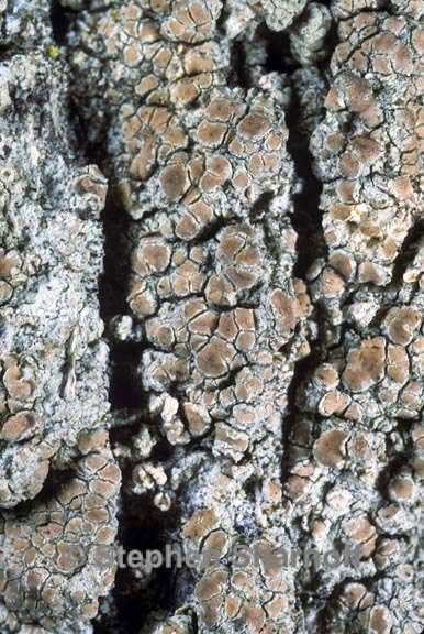 lecanora leprosa graphic