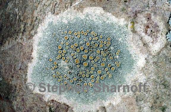 lecanora louisianae 1 graphic