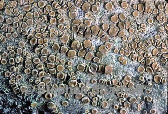 lecanora louisianae 2 graphic