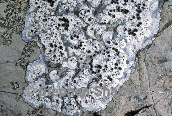 lecanora marginata 1 graphic