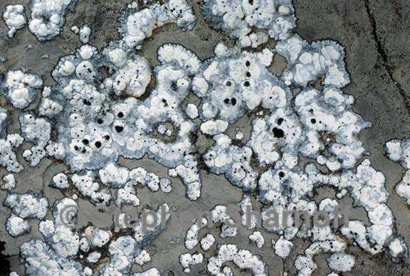 lecanora marginata 3 graphic