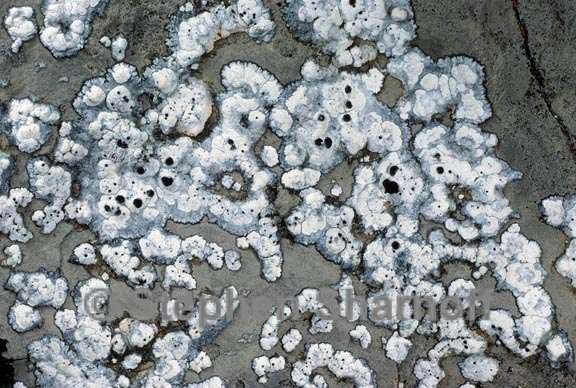 lecanora marginata 3 graphic