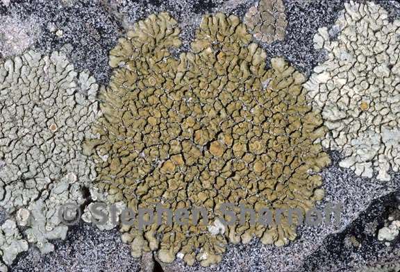 lecanora mellea 2 graphic