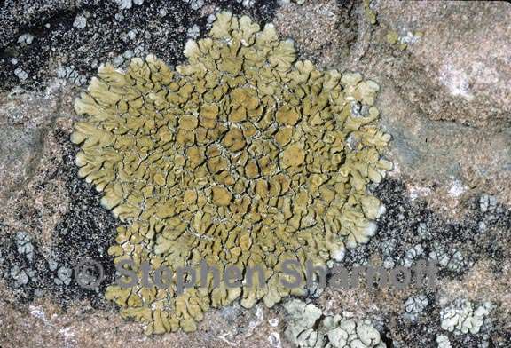 lecanora mellea 3 graphic