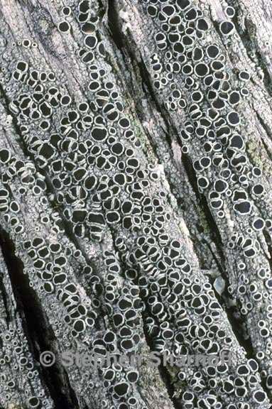 lecanora meridionalis graphic