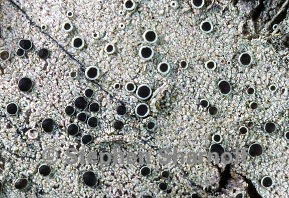 lecanora meridionalis 3 graphic