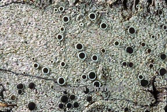 lecanora meridionalis 4 graphic