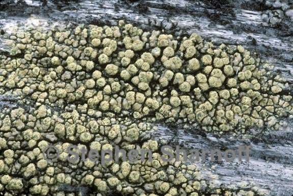 lecanora orae-frigidae graphic