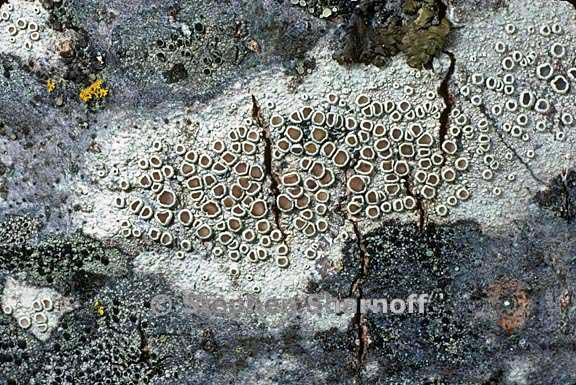 lecanora pacifica 10 graphic