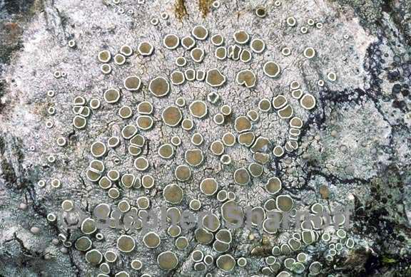 lecanora pacifica 2 graphic