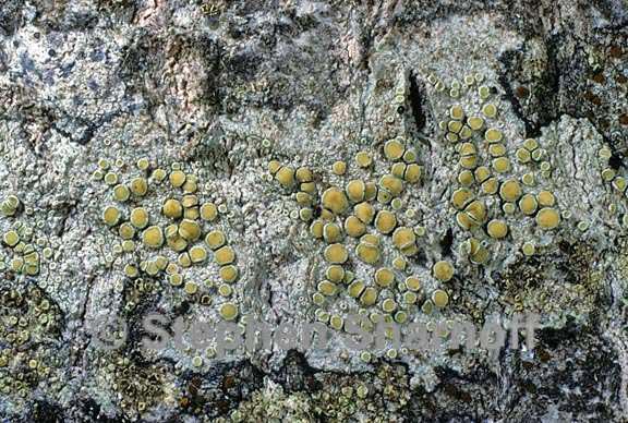 lecanora pacifica 3 graphic