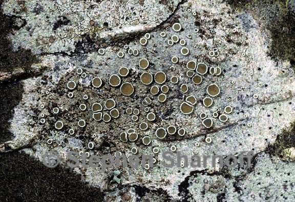 lecanora pacifica 5 graphic