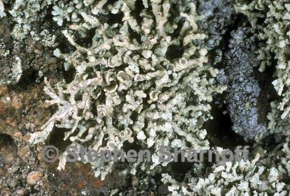 lecanora phryganitis 2 graphic