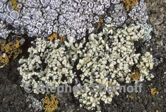 lecanora phryganitis 3 graphic