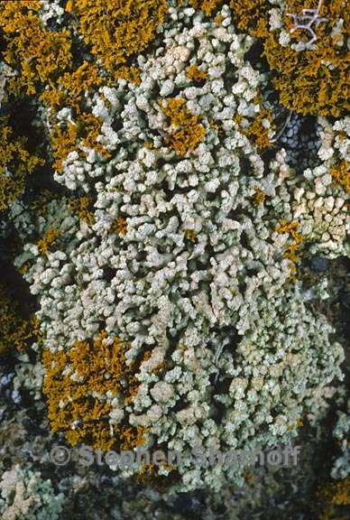 lecanora phryganitis 4 graphic