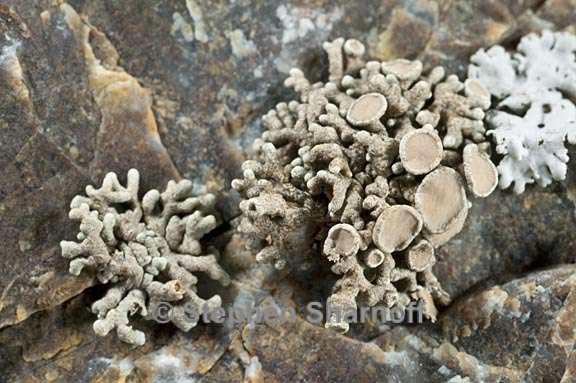 lecanora phryganitis 4 graphic