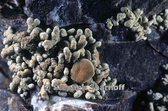 lecanora phryganitis 6 graphic