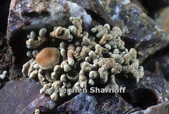 lecanora phryganitis 7 graphic