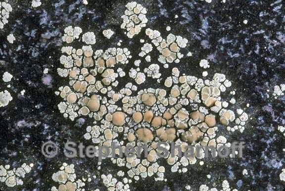 lecanora polytropa 1 graphic