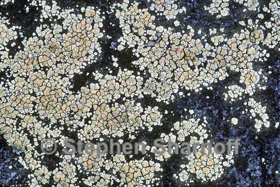 lecanora polytropa 2 graphic