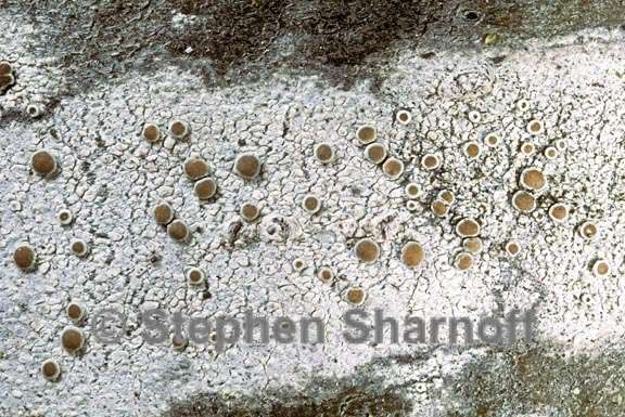 lecanora pulicaris graphic