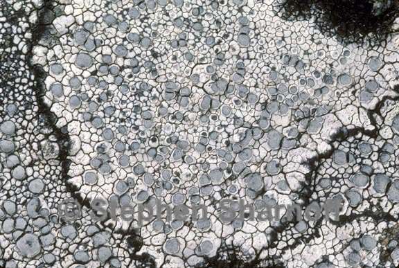 lecanora rupicola 1 graphic