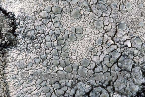 lecanora rupicola 2 graphic