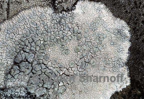 lecanora rupicola 4 graphic