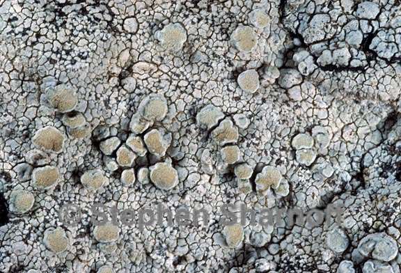 lecanora rupicola 6 graphic