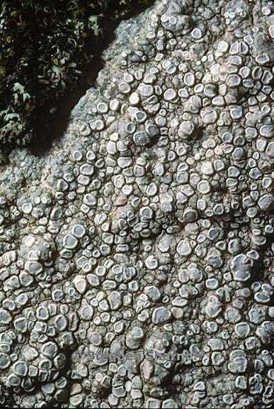 lecanora rupicola 7 graphic