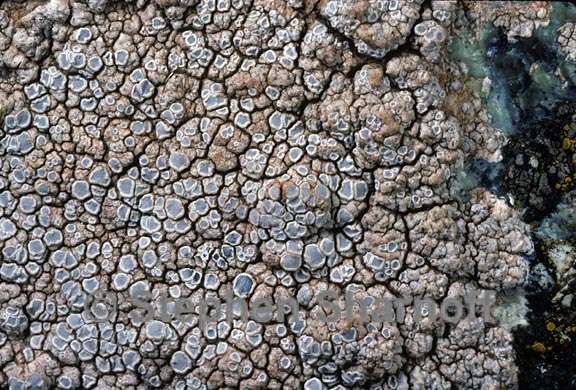 lecanora rupicola group 1 graphic