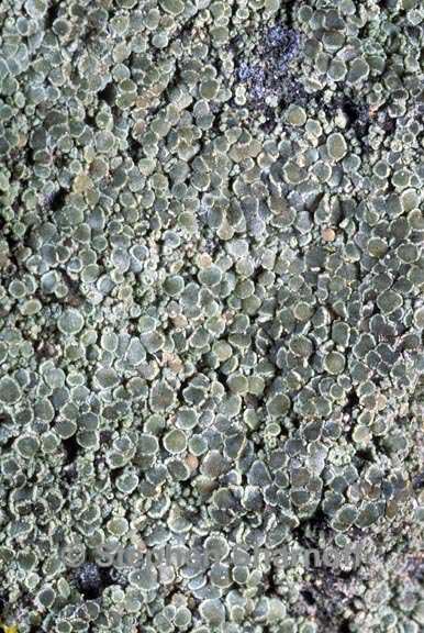 lecanora saligna 1 graphic