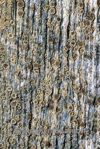 lecanora saligna 2 graphic