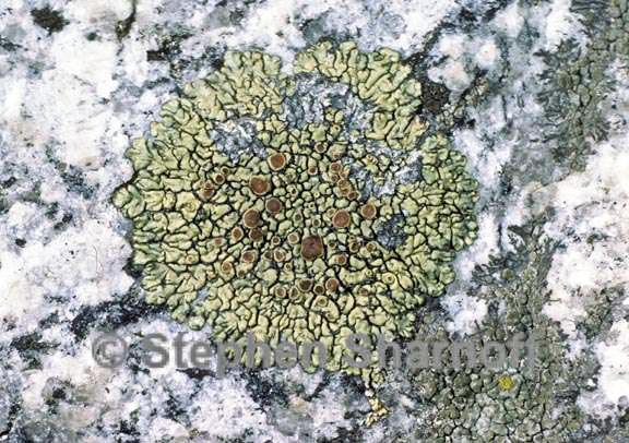 lecanora sierrae graphic