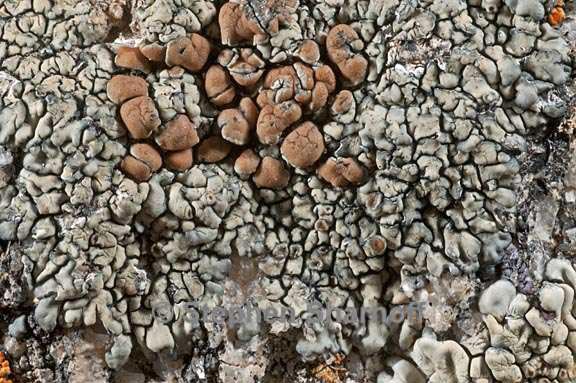 lecanora sierrae 2 graphic