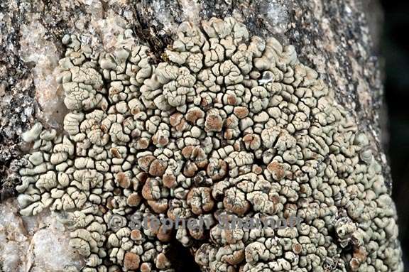 lecanora sierrae 3 graphic