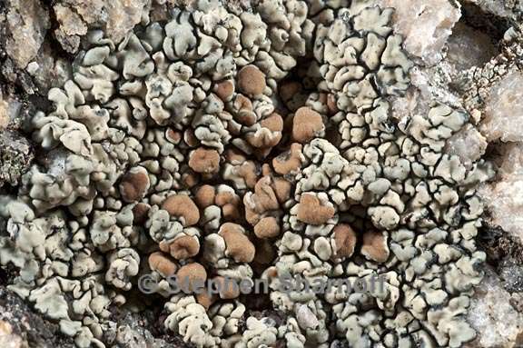 lecanora sierrae 4 graphic