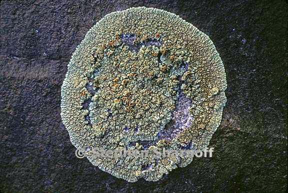 lecanora sierrae 5 graphic